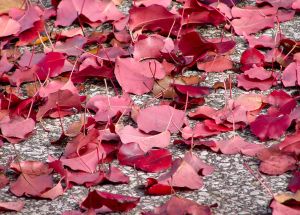 Fall seaon- photo pin