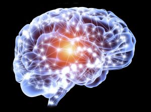 Brain, neural network