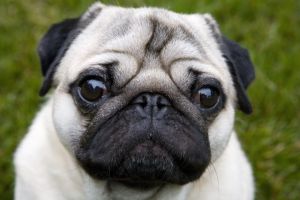 It's a Dog's World