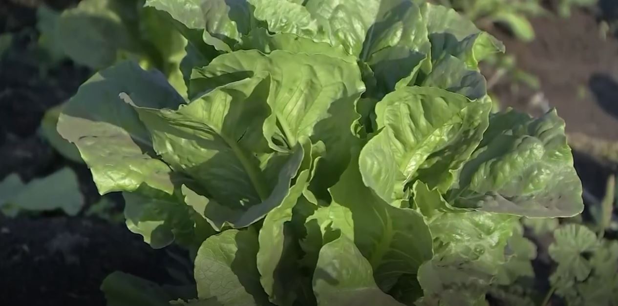 Lettuce Warning