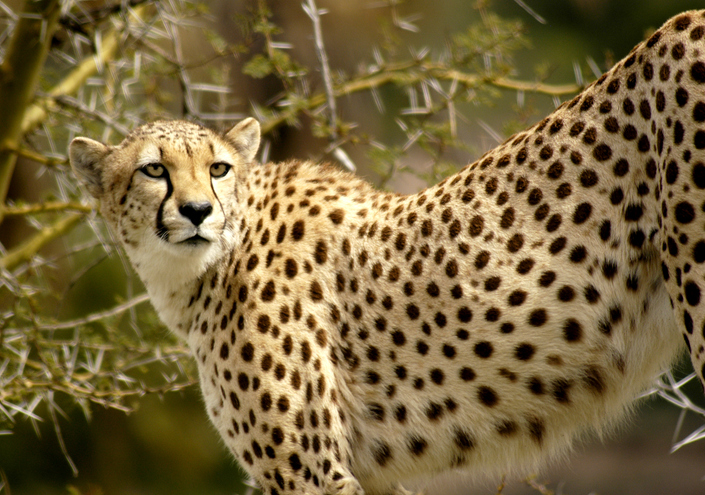 Cheetah Portrait on a rock looking looking for prey.