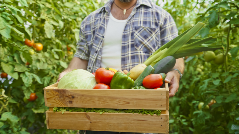 Mid-Adult Farmer Holding Wooden Crate Of Fresh Harvested Vegetables In Sunlit Greenhouse